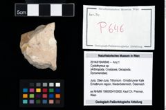 Foto (Objekt + Etikett) von Cyclothyreus sp.  (NHMW-GEO-2014-0194-0646)